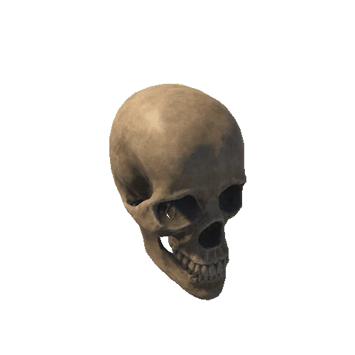 base_mesh_skull 1